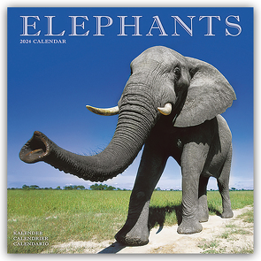 Elephants – Elefanten 2024 – 16-Monatskalender