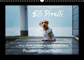 Elli Pirelli… aus dem Leben eines fröhlichen Pinscher-Dackel-Mädels (Wandkalender 2021 DIN A3 quer) von Köntopp,  Kathrin