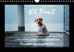 Elli Pirelli… aus dem Leben eines fröhlichen Pinscher-Dackel-Mädels (Wandkalender 2021 DIN A4 quer) von Köntopp,  Kathrin