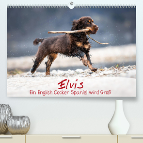 Elvis ein Engl. Cocker Spaniel wird Groß (Premium, hochwertiger DIN A2 Wandkalender 2023, Kunstdruck in Hochglanz) von Wobith Photography - FotosVonMaja,  Sabrina