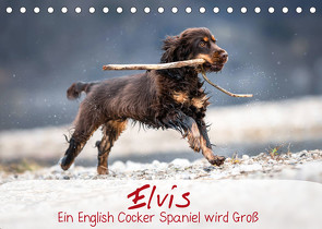 Elvis ein Engl. Cocker Spaniel wird Groß (Tischkalender 2023 DIN A5 quer) von Wobith Photography - FotosVonMaja,  Sabrina