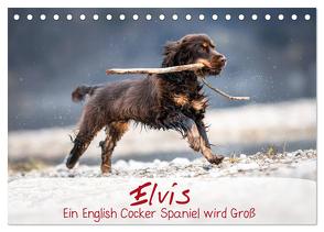 Elvis ein Engl. Cocker Spaniel wird Groß (Tischkalender 2024 DIN A5 quer), CALVENDO Monatskalender von Wobith Photography - FotosVonMaja,  Sabrina