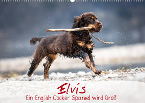 Elvis ein Engl. Cocker Spaniel wird Groß (Wandkalender 2023 DIN A2 quer) von Wobith Photography - FotosVonMaja,  Sabrina