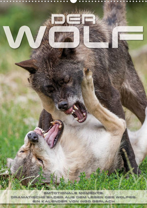 Emotionale Momente: Der Wolf. (Wandkalender 2022 DIN A2 hoch) von Gerlach,  Ingo