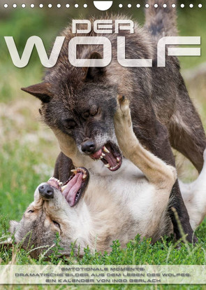 Emotionale Momente: Der Wolf. (Wandkalender 2022 DIN A4 hoch) von Gerlach,  Ingo