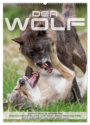 Emotionale Momente: Der Wolf. (Wandkalender 2024 DIN A2 hoch), CALVENDO Monatskalender von Gerlach,  Ingo