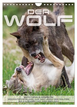 Emotionale Momente: Der Wolf. (Wandkalender 2024 DIN A4 hoch), CALVENDO Monatskalender von Gerlach,  Ingo