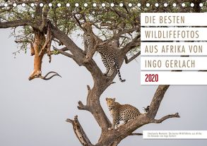 Emotionale Momente: Die besten Wildlifefotos aus Afrika. (Tischkalender 2020 DIN A5 quer) von Gerlach,  Ingo