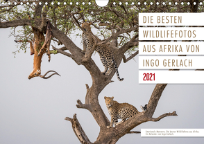 Emotionale Momente: Die besten Wildlifefotos aus Afrika. (Wandkalender 2021 DIN A4 quer) von Gerlach,  Ingo