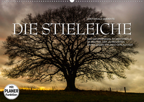 Emotionale Momente: Die Stieleiche (Wandkalender 2021 DIN A2 quer) von Gerlach GDT,  Ingo