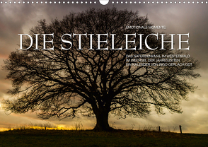 Emotionale Momente: Die Stieleiche (Wandkalender 2021 DIN A3 quer) von Gerlach GDT,  Ingo