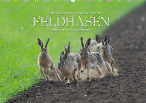 Emotionale Momente: Feldhasen / CH-Version (Wandkalender 2022 DIN A2 quer) von Gerlach GDT,  Ingo