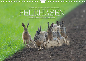 Emotionale Momente: Feldhasen / CH-Version (Wandkalender 2022 DIN A4 quer) von Gerlach GDT,  Ingo