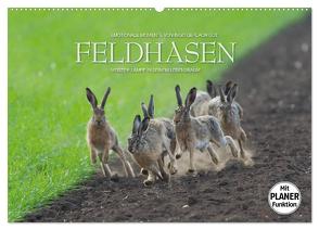 Emotionale Momente: Feldhasen (Wandkalender 2024 DIN A2 quer), CALVENDO Monatskalender von Gerlach GDT,  Ingo