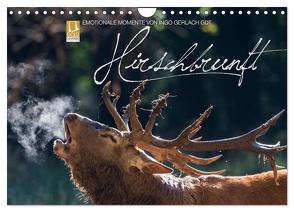 Emotionale Momente: Hirschbrunft (Wandkalender 2024 DIN A4 quer), CALVENDO Monatskalender von Gerlach GDT,  Ingo