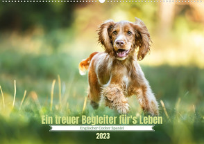 Englischer Cocker Spaniel (Wandkalender 2023 DIN A2 quer) von Wobith Photography,  Sabrina