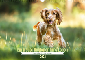 Englischer Cocker Spaniel (Wandkalender 2023 DIN A3 quer) von Wobith Photography,  Sabrina