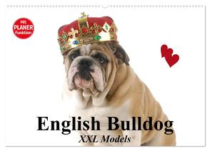 English Bulldog XXL Models (Wandkalender 2024 DIN A2 quer), CALVENDO Monatskalender von Stanzer,  Elisabeth