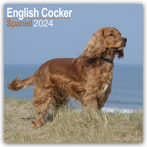 English Cocker Spaniel – Englische Cockerspaniels 2024 – 16-Monatskalender