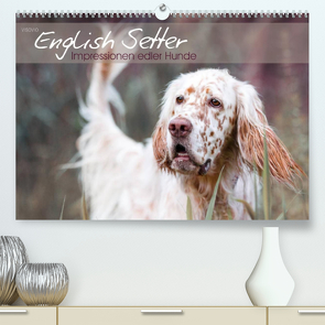 English Setter – Impressionen edler Hunde (Premium, hochwertiger DIN A2 Wandkalender 2021, Kunstdruck in Hochglanz) von VISOVIO