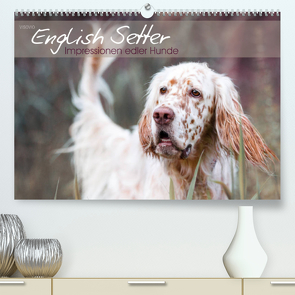 English Setter – Impressionen edler Hunde (Premium, hochwertiger DIN A2 Wandkalender 2023, Kunstdruck in Hochglanz) von VISOVIO