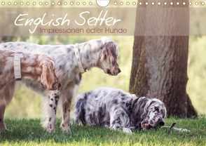 English Setter – Impressionen edler Hunde (Wandkalender 2020 DIN A4 quer) von VISOVIO