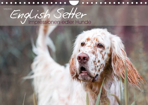 English Setter – Impressionen edler Hunde (Wandkalender 2023 DIN A4 quer) von VISOVIO