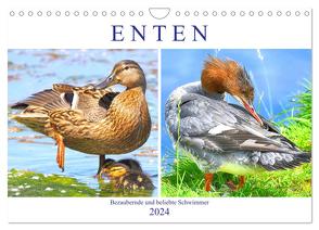 Enten. Bezaubernde und beliebte Schwimmer (Wandkalender 2024 DIN A4 quer), CALVENDO Monatskalender von Hurley,  Rose