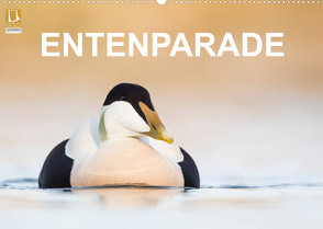 Entenparade (Wandkalender 2022 DIN A2 quer) von birdimagency,  BIA