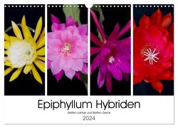 Epiphyllum-Hybriden (Wandkalender 2024 DIN A3 quer), CALVENDO Monatskalender von Gierok,  Steffen Latniak,  Steffen