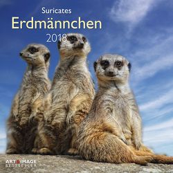 Erdmännchen 2018 A&I