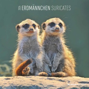 Erdmännchen 2024 – Broschürenkalender 30×30 cm (30×60 geöffnet) – Kalender mit Platz für Notizen – Suricates – Bildkalender – Wandkalender