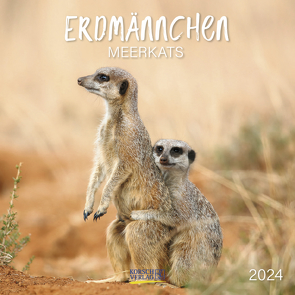 Erdmännchen 2024 von Korsch Verlag