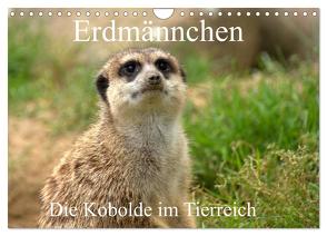 Erdmännchen – Die Kobolde im Tierreich (Wandkalender 2024 DIN A4 quer), CALVENDO Monatskalender von Klatt,  Arno