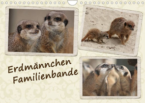 Erdmännchen Familienbande (Wandkalender 2022 DIN A4 quer) von Chawera