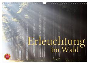 Erleuchtung im Wald (Wandkalender 2024 DIN A3 quer), CALVENDO Monatskalender von Cross,  Martina