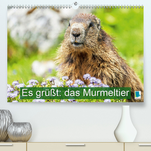 Es grüßt: das Murmeltier (Premium, hochwertiger DIN A2 Wandkalender 2021, Kunstdruck in Hochglanz) von CALVENDO