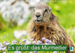 Es grüßt: das Murmeltier (Wandkalender 2021 DIN A4 quer) von CALVENDO