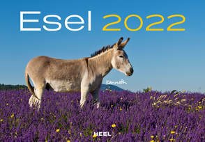 Esel 2022