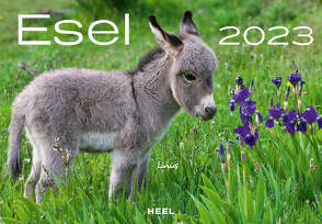 Esel 2023