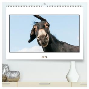 Esel Lebensfreude – Spaß mit Langohren (hochwertiger Premium Wandkalender 2024 DIN A2 quer), Kunstdruck in Hochglanz von Bölts,  Meike