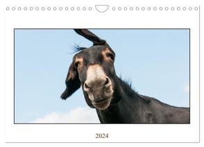 Esel Lebensfreude – Spaß mit Langohren (Wandkalender 2024 DIN A4 quer), CALVENDO Monatskalender von Bölts,  Meike