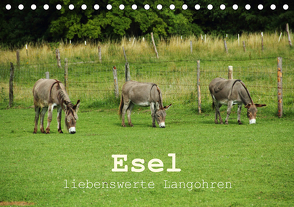 Esel – liebenswerte Langohren (Tischkalender 2021 DIN A5 quer) von Hutterer,  Christine