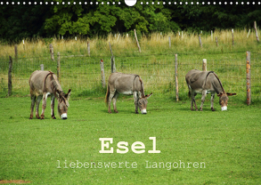 Esel – liebenswerte Langohren (Wandkalender 2020 DIN A3 quer) von Hutterer,  Christine