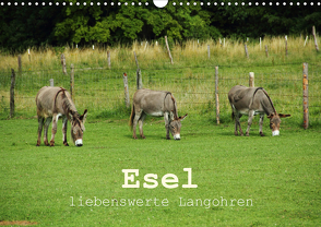 Esel – liebenswerte Langohren (Wandkalender 2021 DIN A3 quer) von Hutterer,  Christine