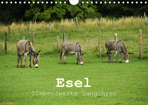 Esel – liebenswerte Langohren (Wandkalender 2021 DIN A4 quer) von Hutterer,  Christine