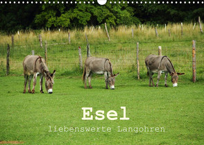 Esel – liebenswerte Langohren (Wandkalender 2022 DIN A3 quer) von Hutterer,  Christine