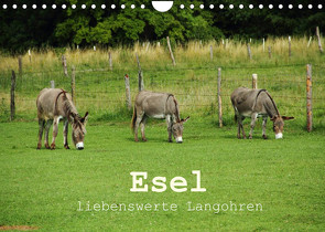 Esel – liebenswerte Langohren (Wandkalender 2022 DIN A4 quer) von Hutterer,  Christine