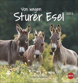 Esel – Von wegen sturer Esel Postkartenkalender 2023. Kleiner Kalender zum Aufstellen und Aufhängen im Postkartenformat. Monats-Tischkalender für Tierfreunde. von Heye