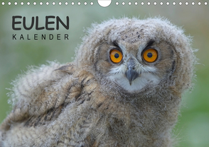 Eulen-Kalender (Wandkalender 2021 DIN A4 quer) von Wolf,  Gerald